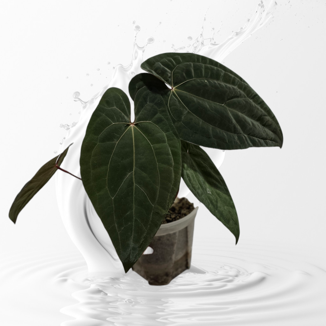 Anthurium Night Dragon Clone Prop – MiaOasis