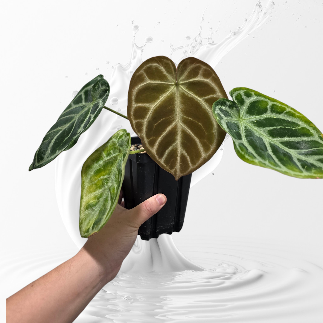Anthurium SKG Grey Clone