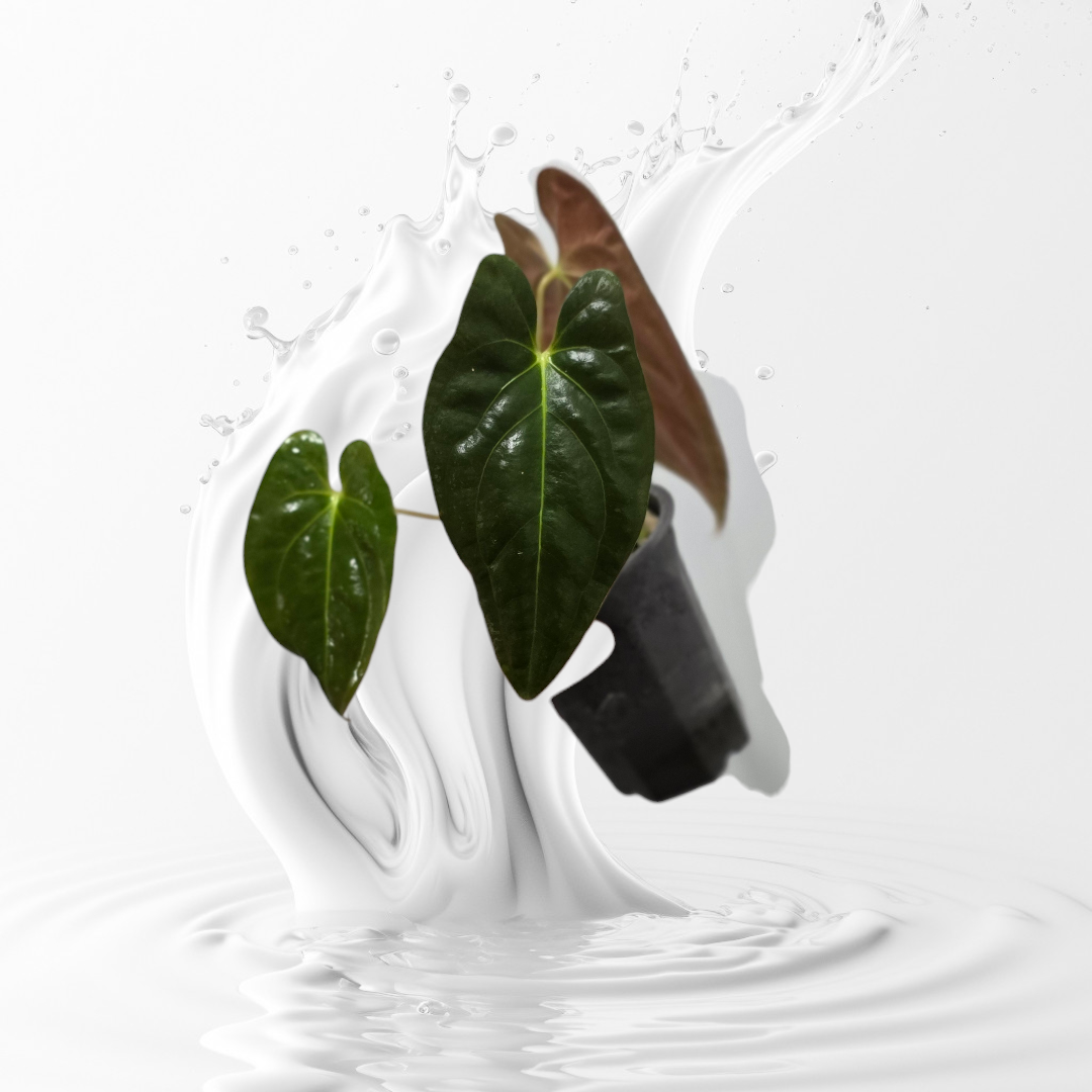 Anthurium Papillilaminum RA 9 Clone