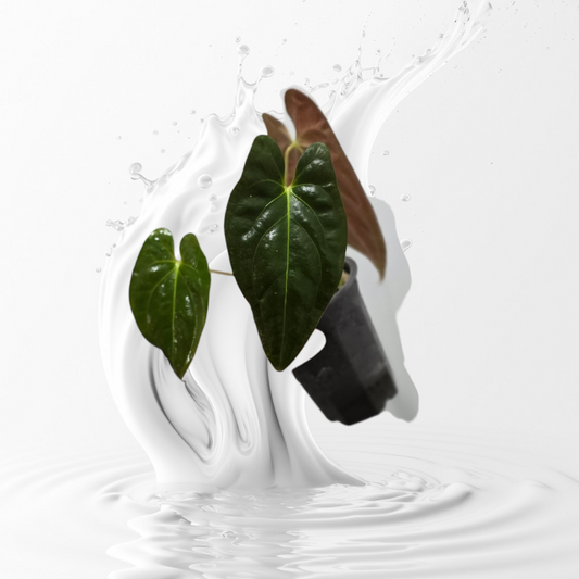 Anthurium Papillilaminum RA 9 Clone