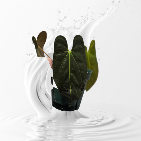 Anthurium Papillilaminum RA 12 Clone