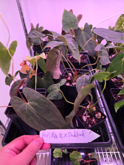 Anthurium Papillilaminum Ra 18 x Dadbod Clone large Seedlings