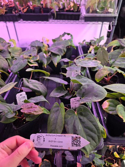 Anthurium dressleri RG #2 clone x BVEP Ra1 clone seedlings