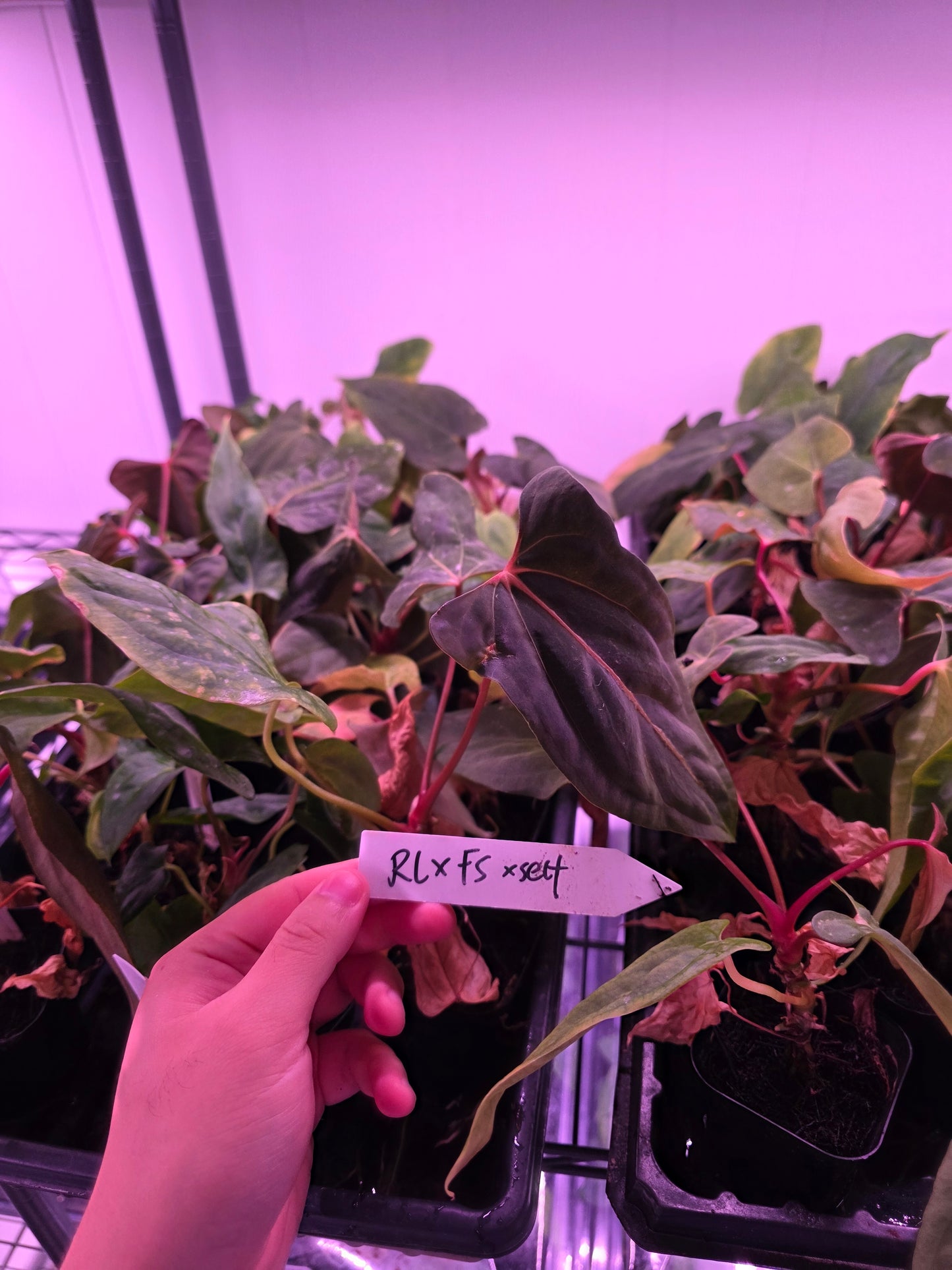 Anthurium PaPi (RLxFS) X self