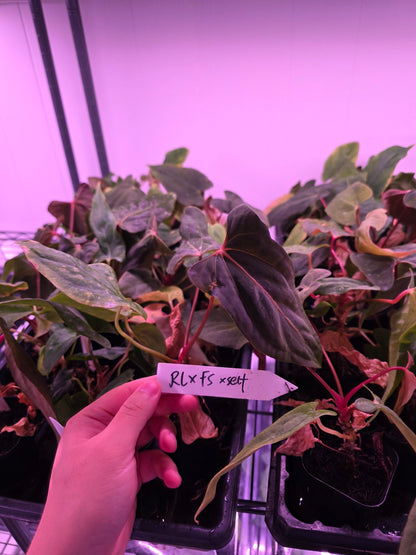 Anthurium PaPi (RLxFS) X self