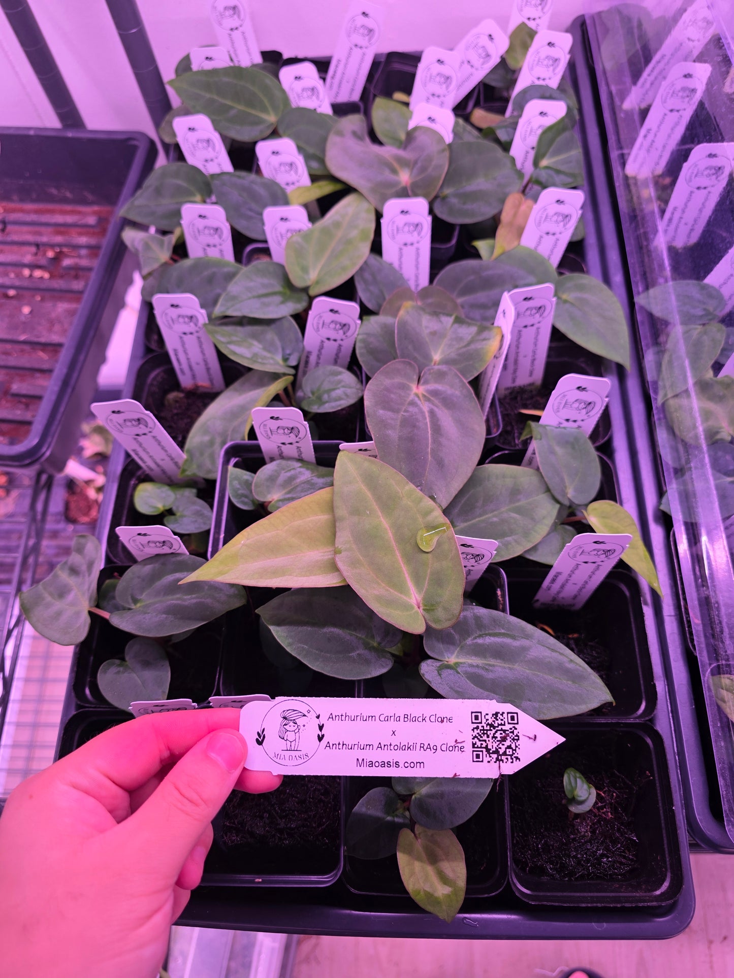 Anthurium BVEP RA9 Clone X Dressleri RG F1 clone seedling