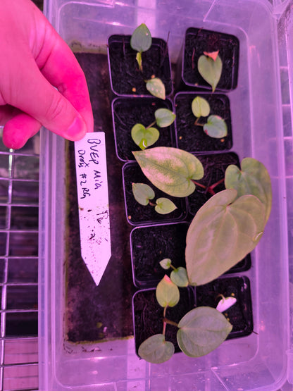 Anthurium BVEP Mia X Dressleri RG #2 clone small seedling