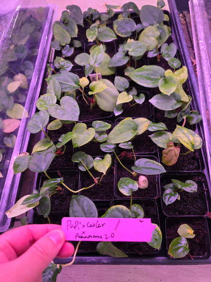 Anthurium Papixcarla X Panamama seedling