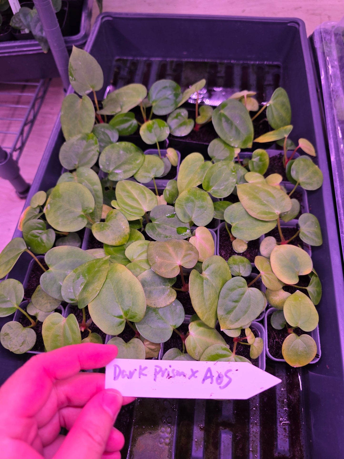 Anthurium  Dark Prism seedling X AOS Tezula Dark Form Seedling
