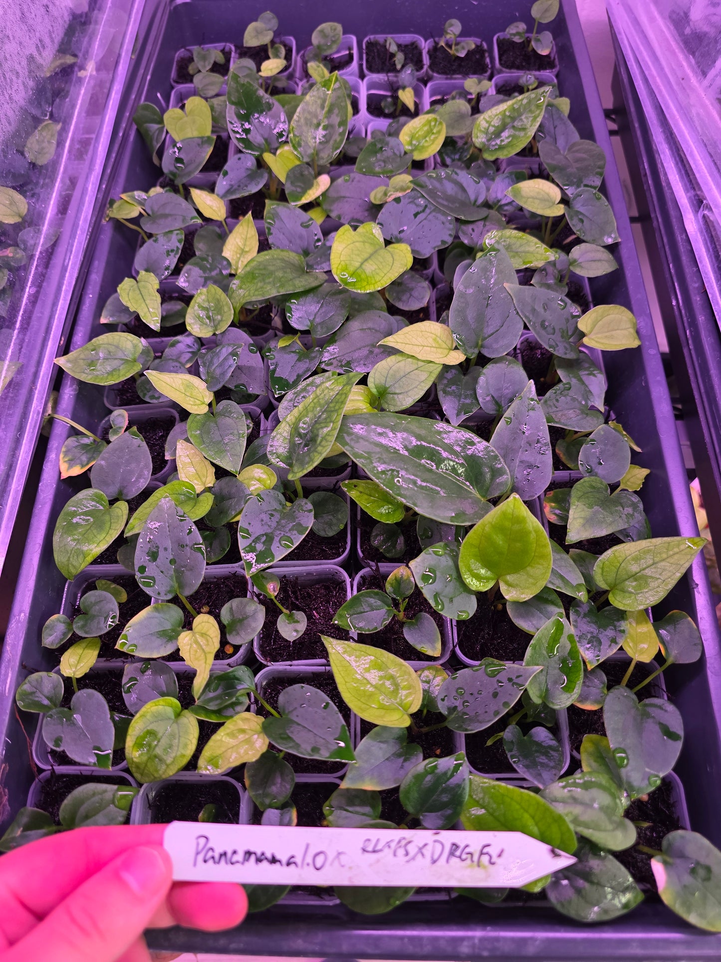 Anthurium Panamama x (Papi RFLxfs X Dressleri RG F2) seedling