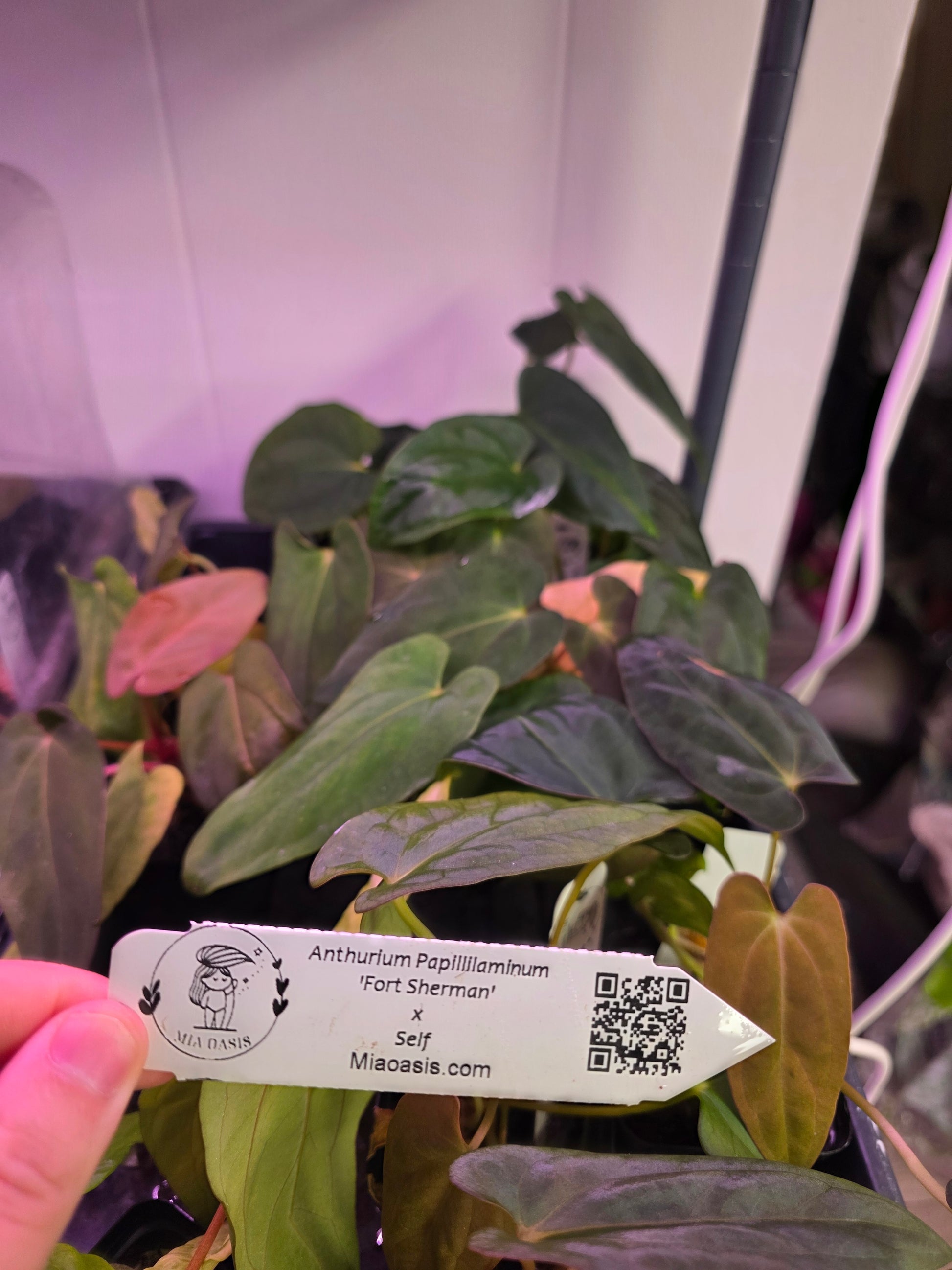 anthurium papillilaminum fort sherman Anthurium Papi FS(Fort Sherman)xself X Self seedlings – MiaOasis