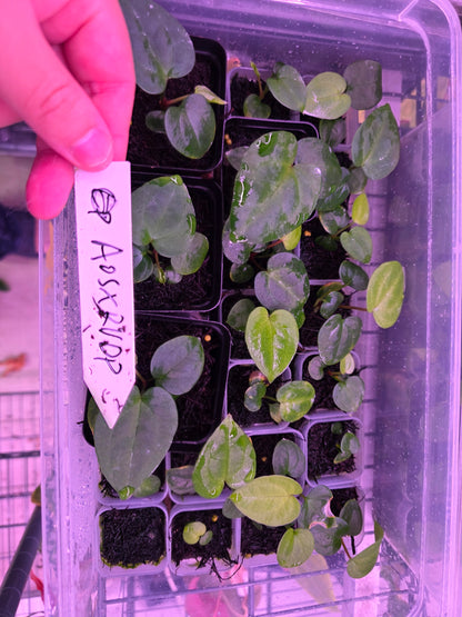 Anthurium AOS Tezula Dark Form x RVDP Seedlings