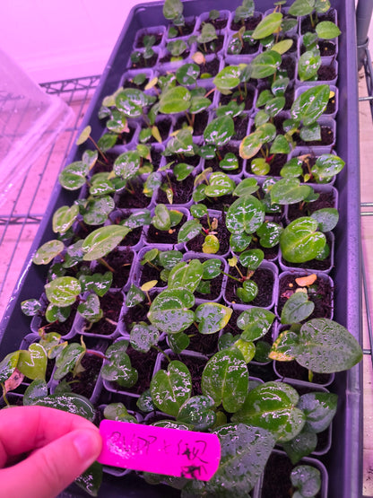 Anthurium RVDP x Bess AffxRed Crystal seedlings