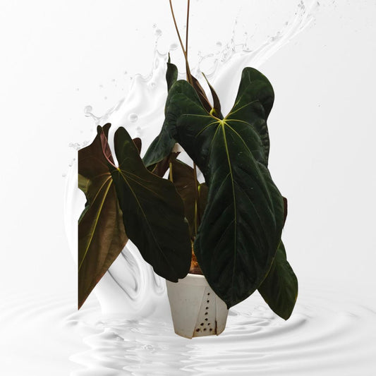 Anthurium PaPi (RLxFS) X self ----US seller rare plant