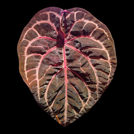 Anthurium Tezula selected Red crystal x self