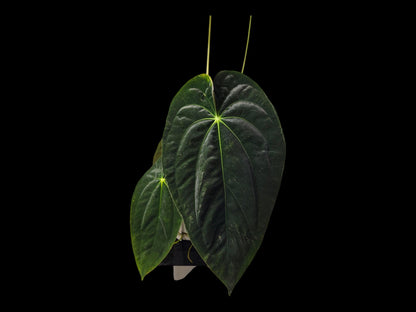 Anthurium Papi Ra 5 cloneX Self rooted seedlings. Rare plant Anthurium/ Aroid-US seller