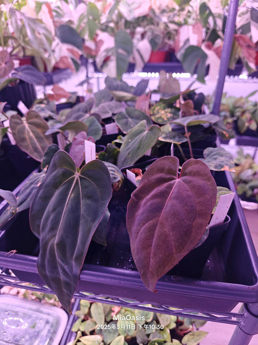 Anthurium (dressleri RG f2 x carlablackiae Amanda) Xself