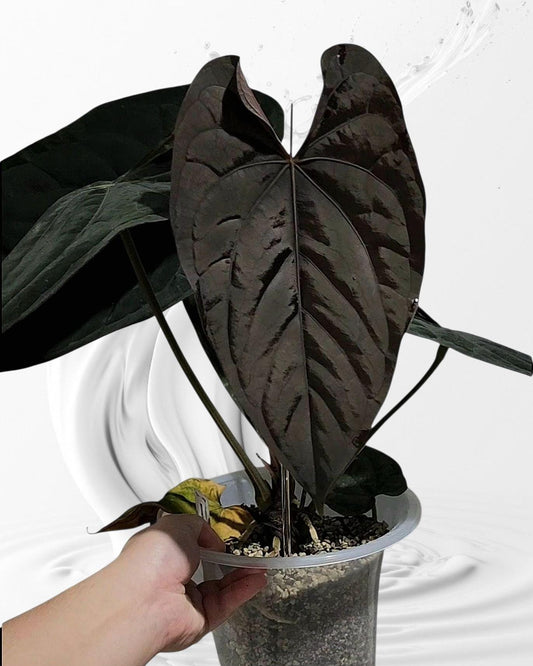 Anthurium Papi （RLxFS  X Dressleri RG）x self small seedling---rare plant US Seller