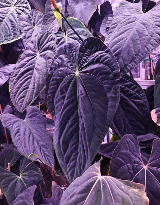 Anthurium Papi Ra 5 cloneX Self