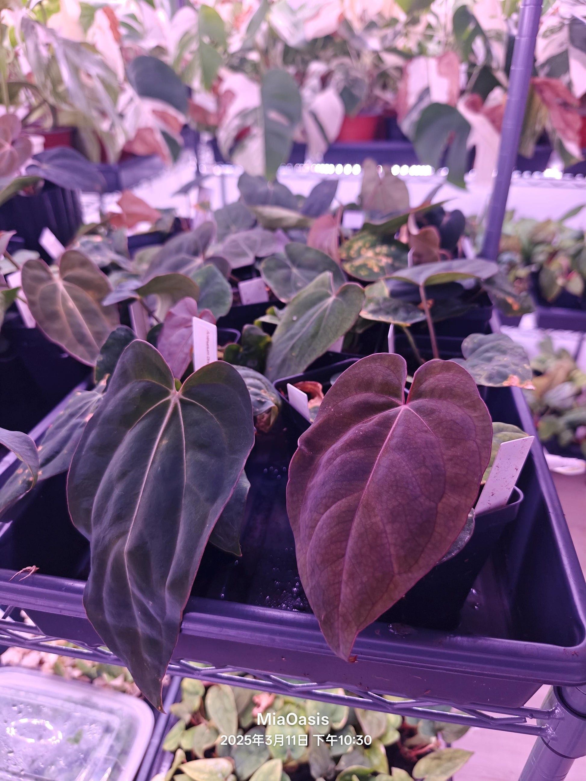 anthurium feuilles collantes Anthurium dressleri RG f2 x carlablackiae Amanda Xself seelding – MiaOasis