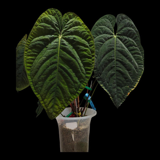 Anthurium Papi Swampbunny clone  X Self