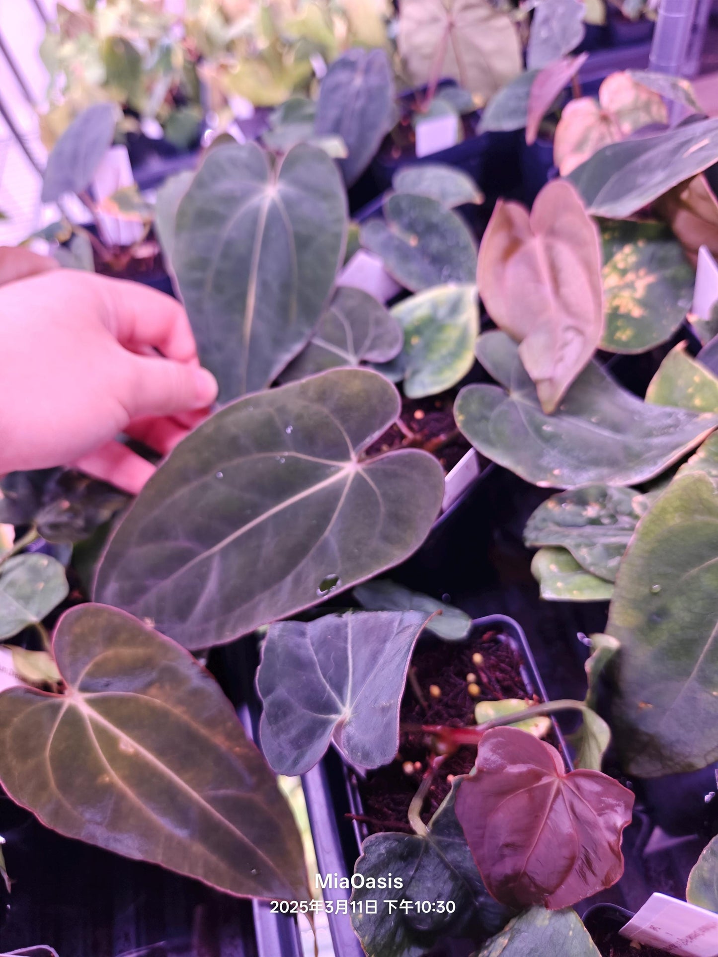 Anthurium (dressleri RG f2 x carlablackiae Amanda) Xself