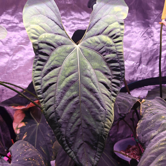 Anthurium papillilaminum Ra 4 x Ra 18
