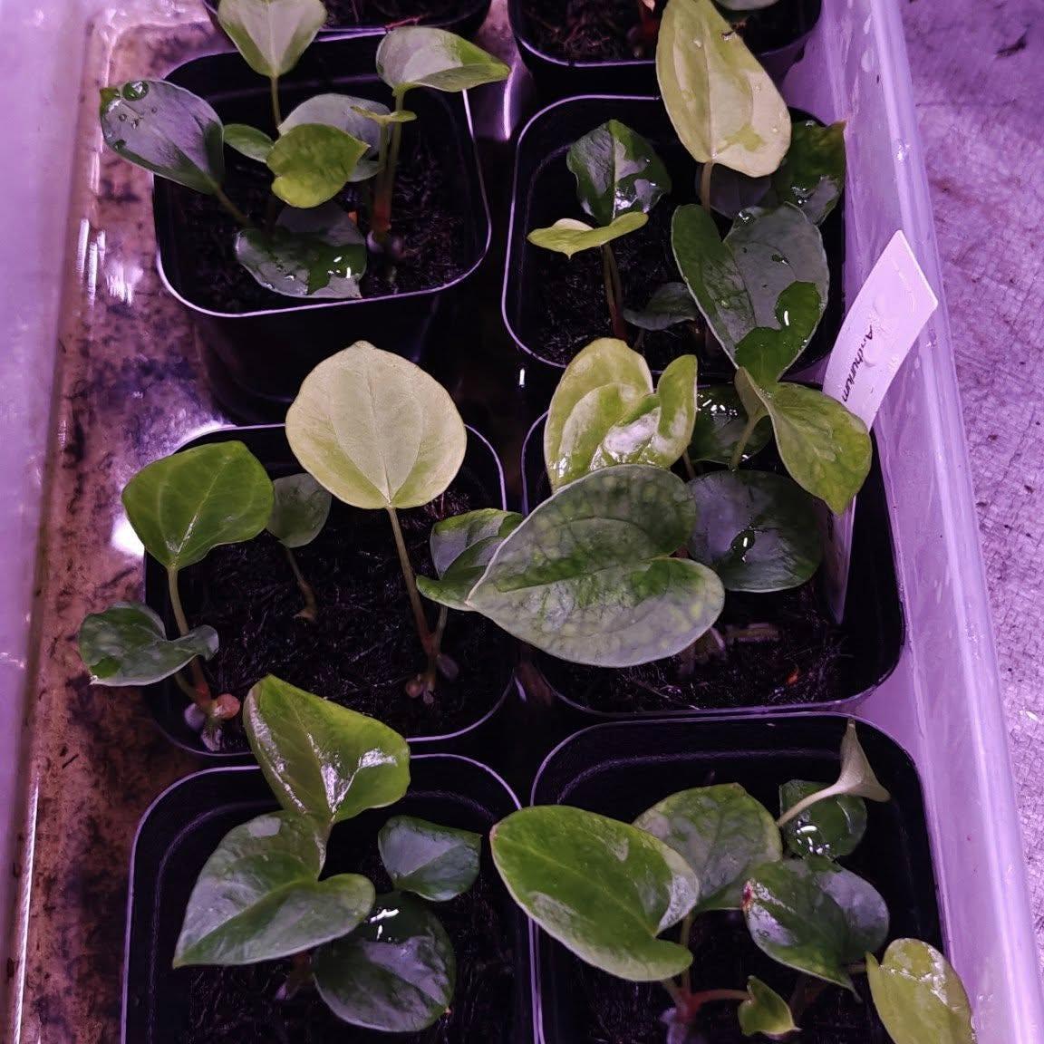 Anthurium dressleri RG #2 clone x RVDP clone