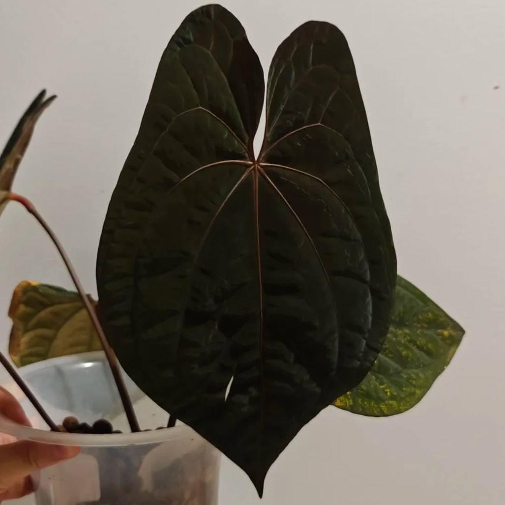 Anthurium dressleri RG #2 clone x RVDP clone