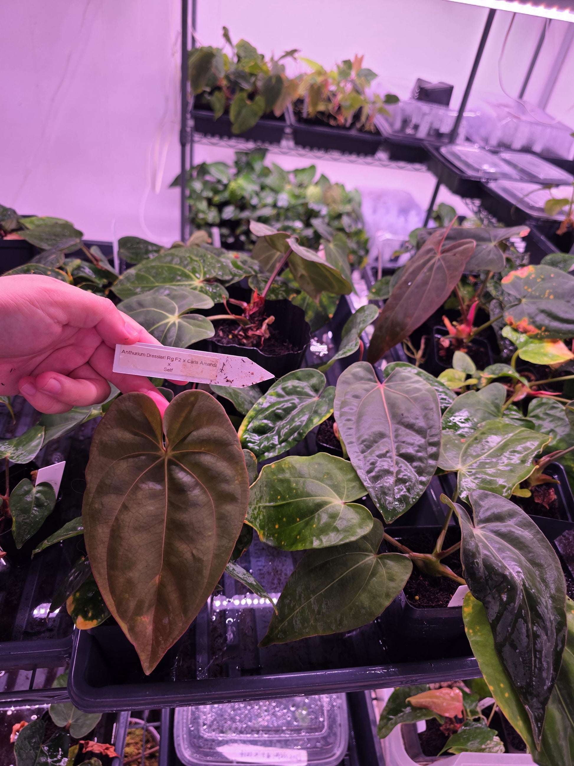 anthurium regale x dressleri Anthurium dressleri RG f2 x carlablackiae Amanda Xself seelding – MiaOasis