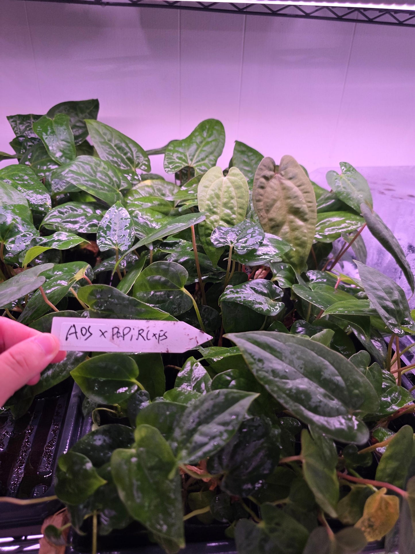 Anthurium AOS Tezula Dark Form x Papi Rlxfs small seedling---rare plant US Seller