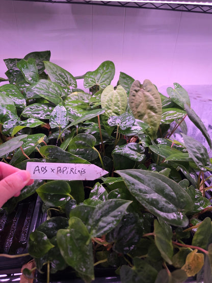 Anthurium AOS Tezula Dark Form x Papi Rlxfs small seedling---rare plant US Seller