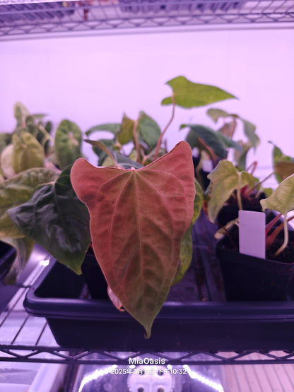 Anthurium Papi FS(Fort sherman)xself X Self rooted large seedlings. Rare plant Anthurium/ Aroid-US seller