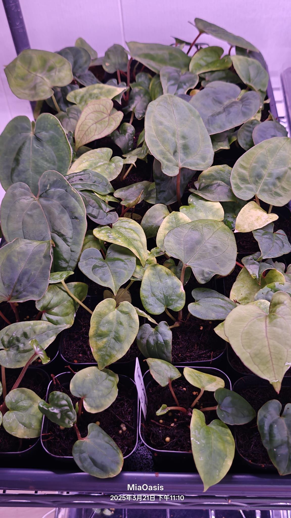 Anthurium kuna PM5 clone x Papi Swamp