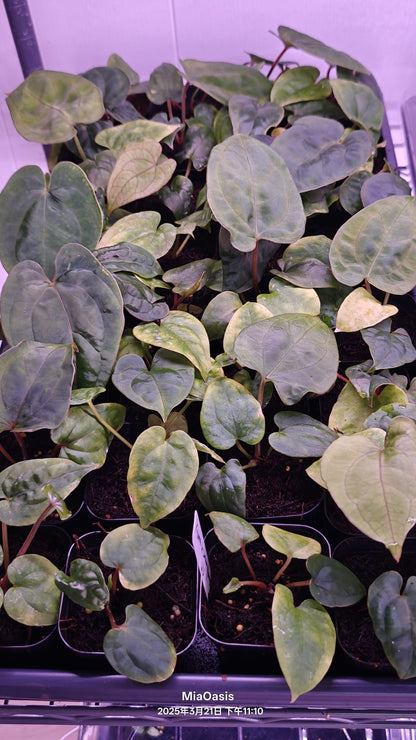 Anthurium kuna PM5 clone x Papi Swamp