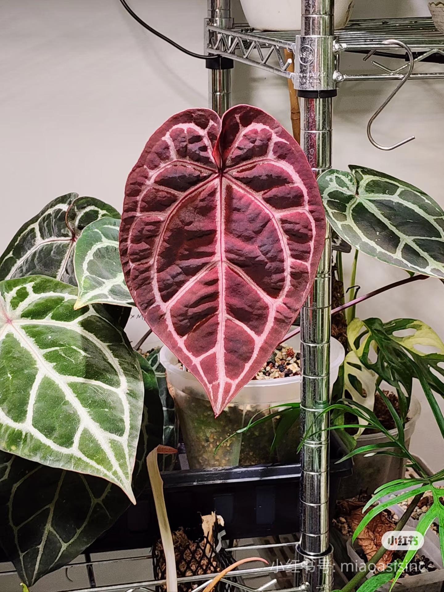 Anthurium (Bess aff x wonderboy A) x self Seeldings--grower choice US seller