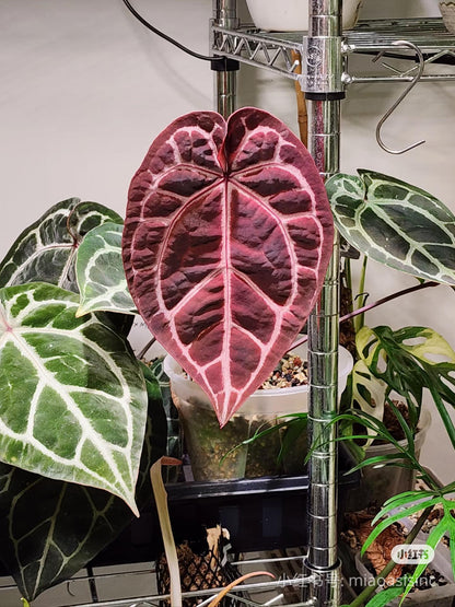 Anthurium (Bess aff x wonderboy A) x self Seeldings--grower choice US seller