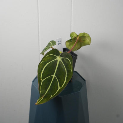 Anthurium Carla RA 10 clone x (Pre-numbered Carlaxself)