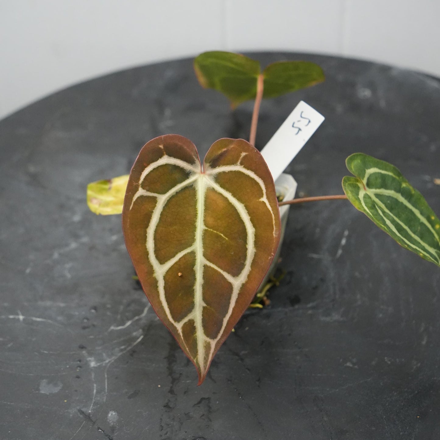 Anthurium Carla RA 10 clone x (Pre-numbered Carlaxself)