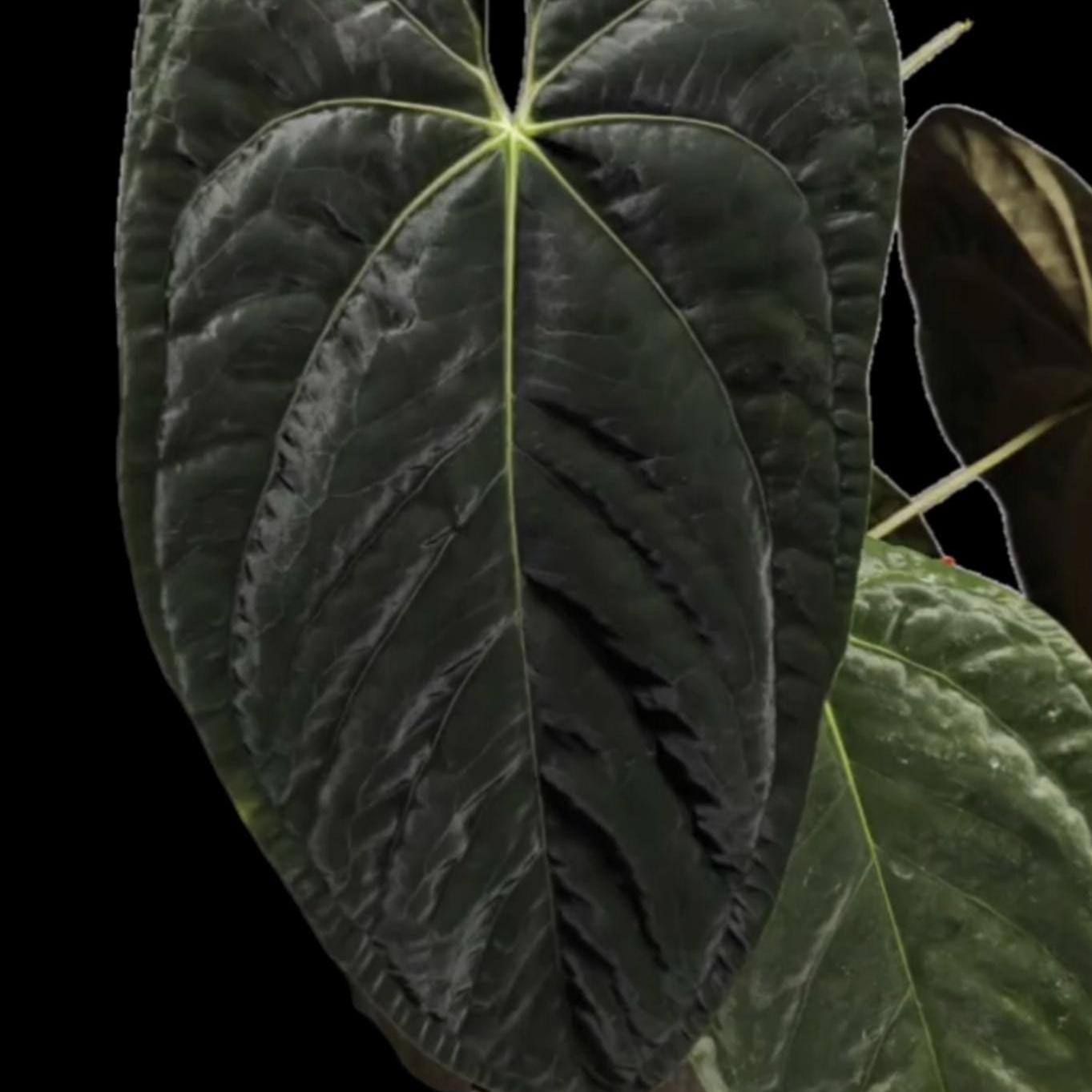 Anthurium papillilaminum Ra 4 x Ra 18