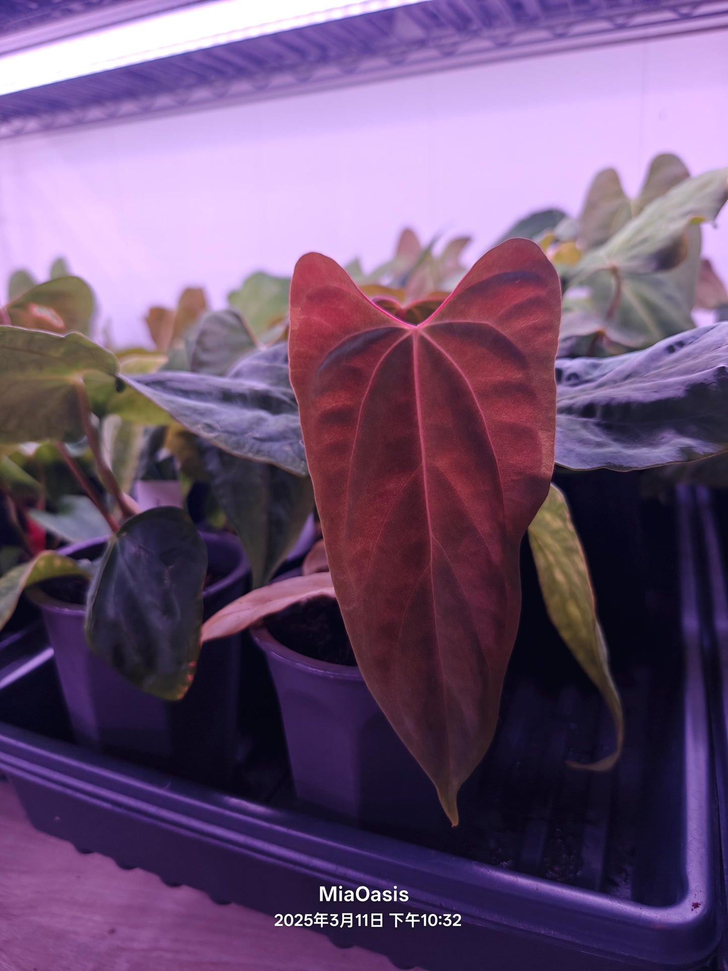 Anthurium Papi FS(Fort sherman)xself X Self rooted large seedlings. Rare plant Anthurium/ Aroid-US seller