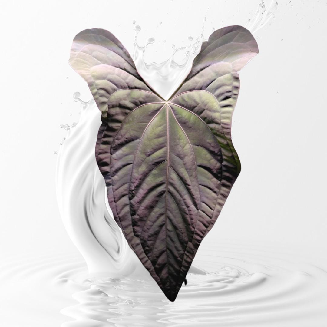 Anthurium papillilaminum Ra 4 x Ra 18