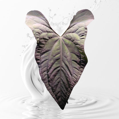 Anthurium papillilaminum Ra 4 x Ra 18