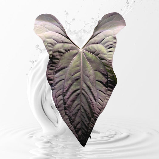 Anthurium papillilaminum Ra 4 x Ra 18