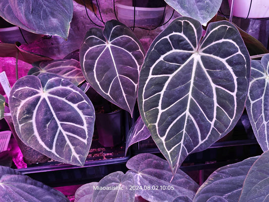 Anthurium Carla RA 10 clone x (Pre-numbered Carlaxself)