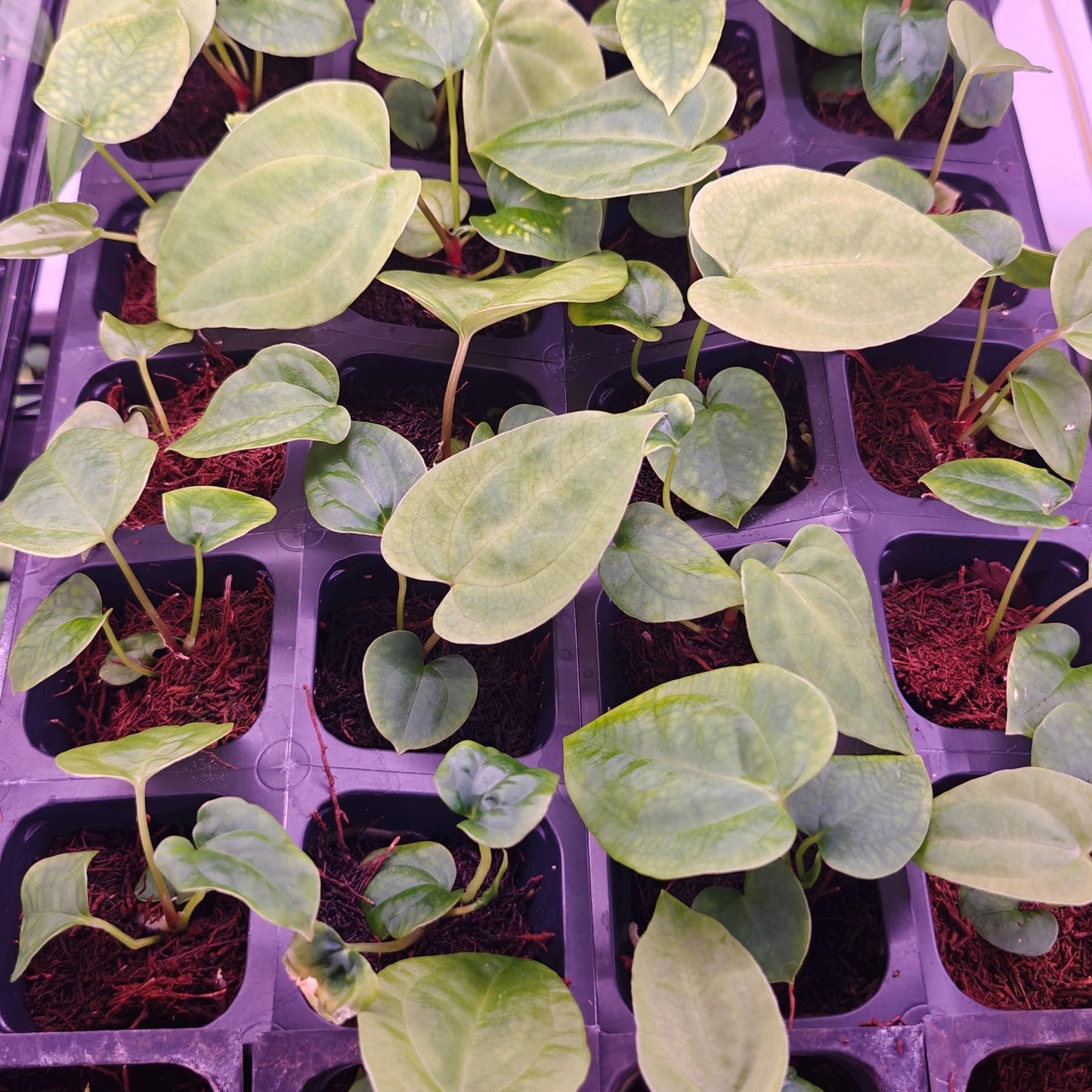 Anthurium papillilaminum Ra 4 x Ra 18