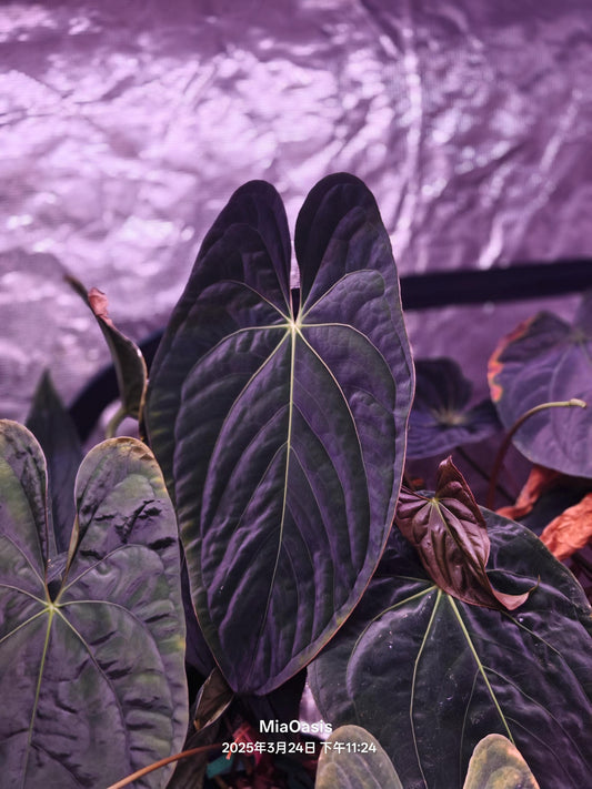 Anthurium papillilaminum RA 12 clone --us seller