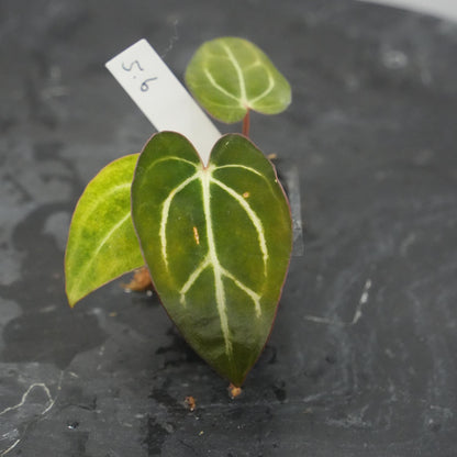 Anthurium Carla RA 10 clone x (Pre-numbered Carlaxself)