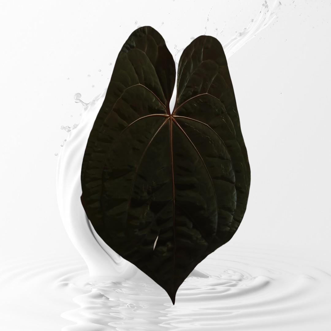 Anthurium RVDP x Papi RA 17 clone small seedlings---US seller rare plant