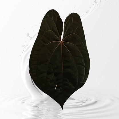Anthurium RVDP x Papi RA 17 clone small seedlings---US seller rare plant